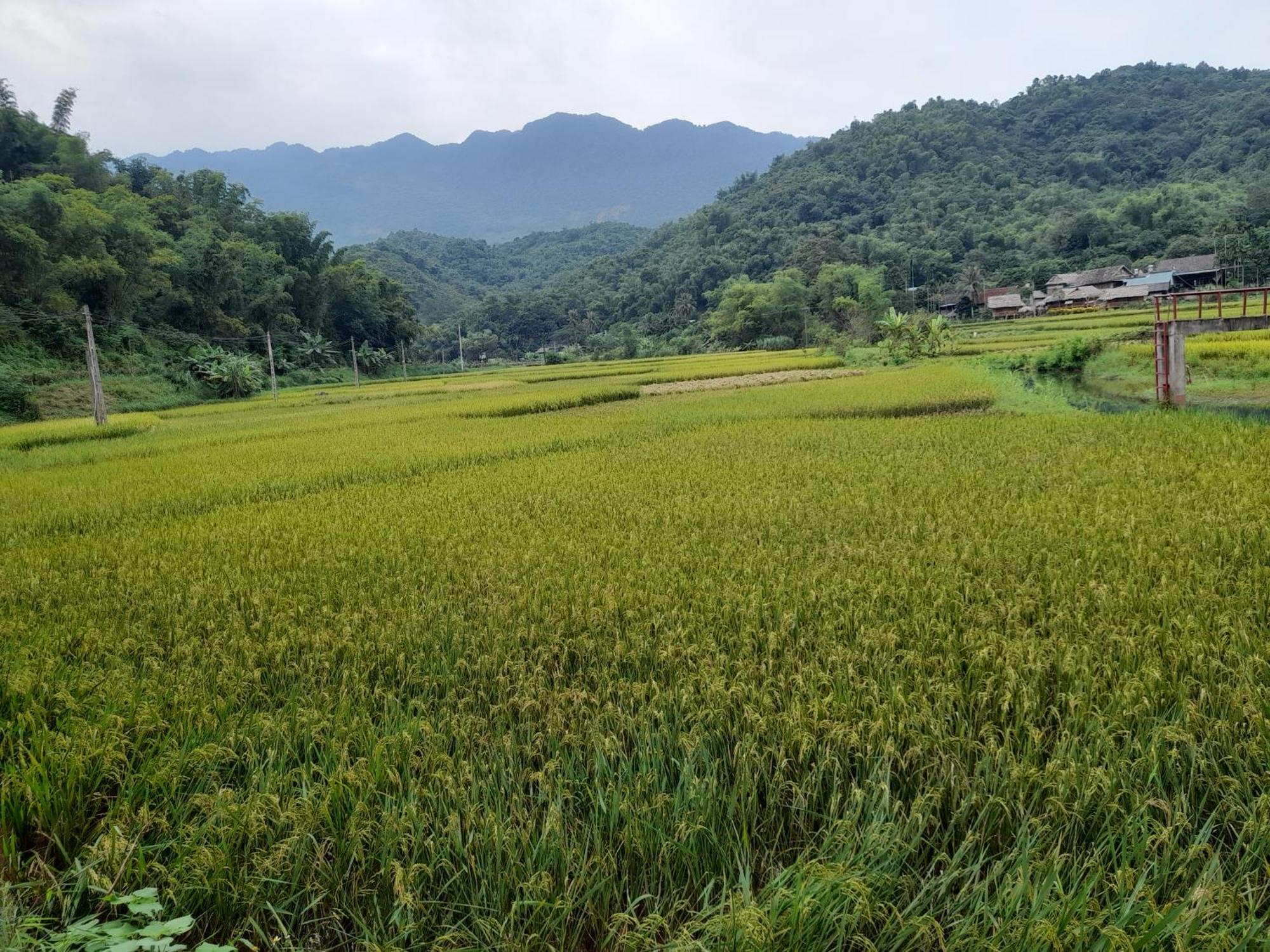 Thao Ly Homestay Mai Chau Hoa Binh Luaran gambar