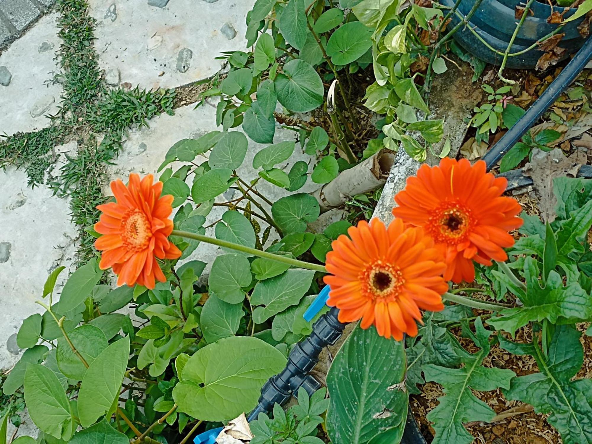 Thao Ly Homestay Mai Chau Hoa Binh Luaran gambar